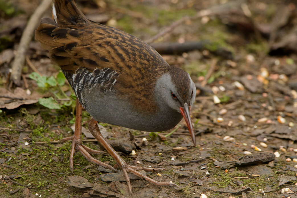 Photo of Water Rail